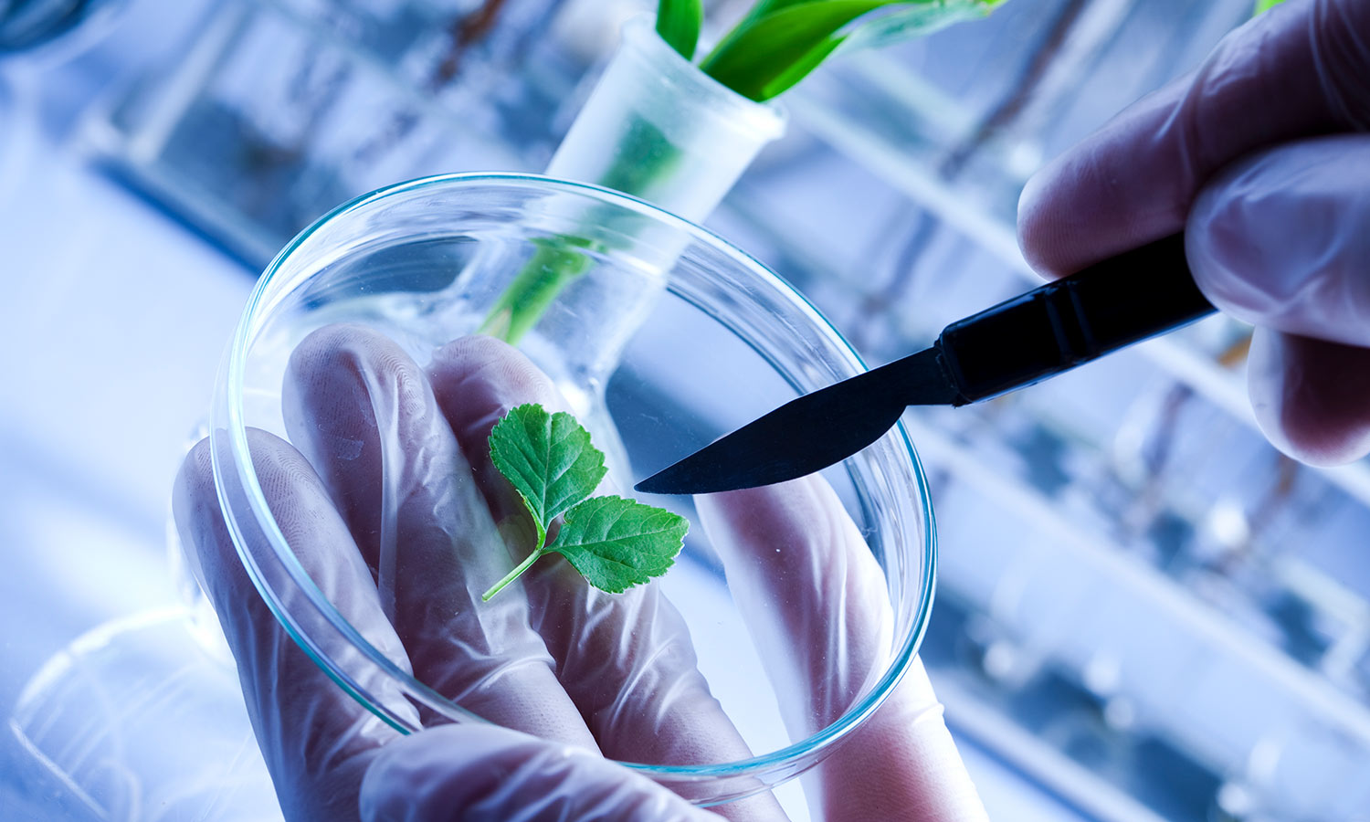 Determination of chlorogenic acid in ARTEMISIAE SCOPARIAE HERBA by HPLC